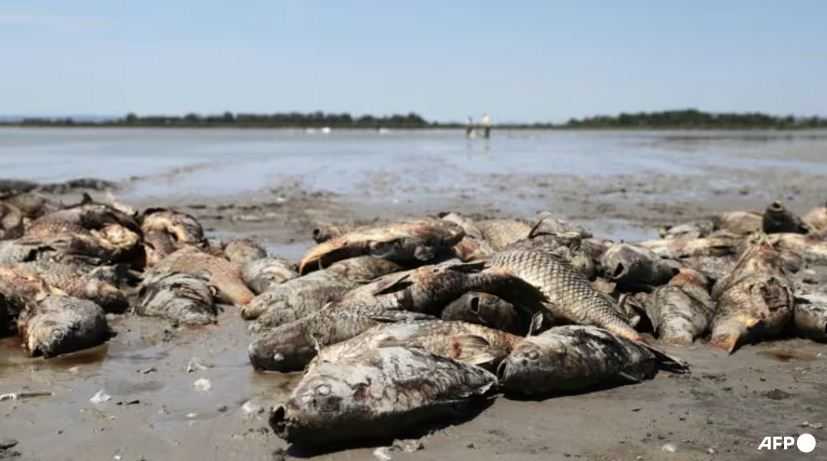 IUCN: 25 Persen Ikan Air Tawar di Dunia Berisiko Punah Akibat Perubahan Iklim