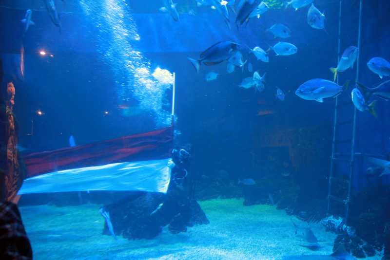 Jakarta Aquarium Safari Gelar Peringatan Hari Kemerdekaan Di Bawah Air 3