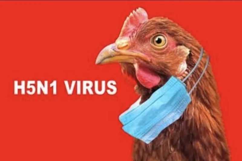 Jangan Panik, WHO Sebut Risiko Kesehatan Masyarakat akibat Flu Burung Hanya Kecil