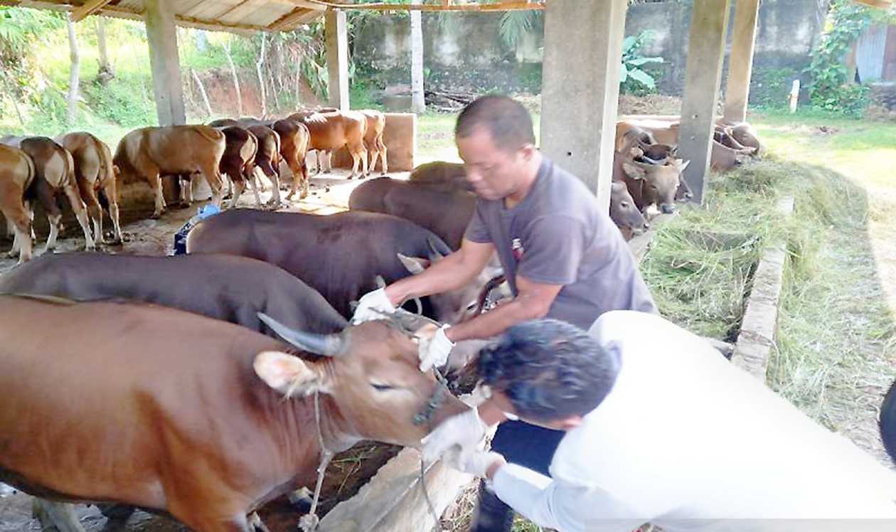 Jelang Idul Adha, Kota Bengkulu Terima 500 Dosis Vaksin untuk Hewan