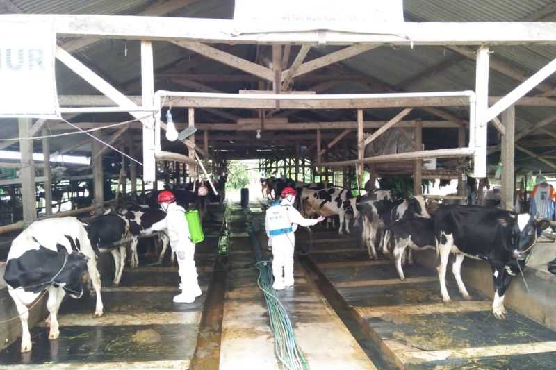 Kabar Baik, Ribuan Ternak di Sleman Yogya Sembuh dari PMK, Sayangnya Cuma 25 Ekor yang Layak Potong