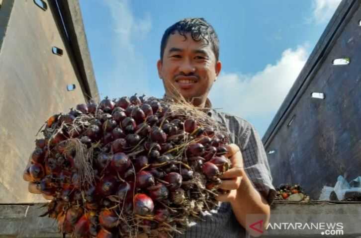 Kabar Baik untuk Petani Sawit, Luhut Sebut Pemerintah Segera Bangun Pabrik CPO dan Minyak Goreng di Bengkulu