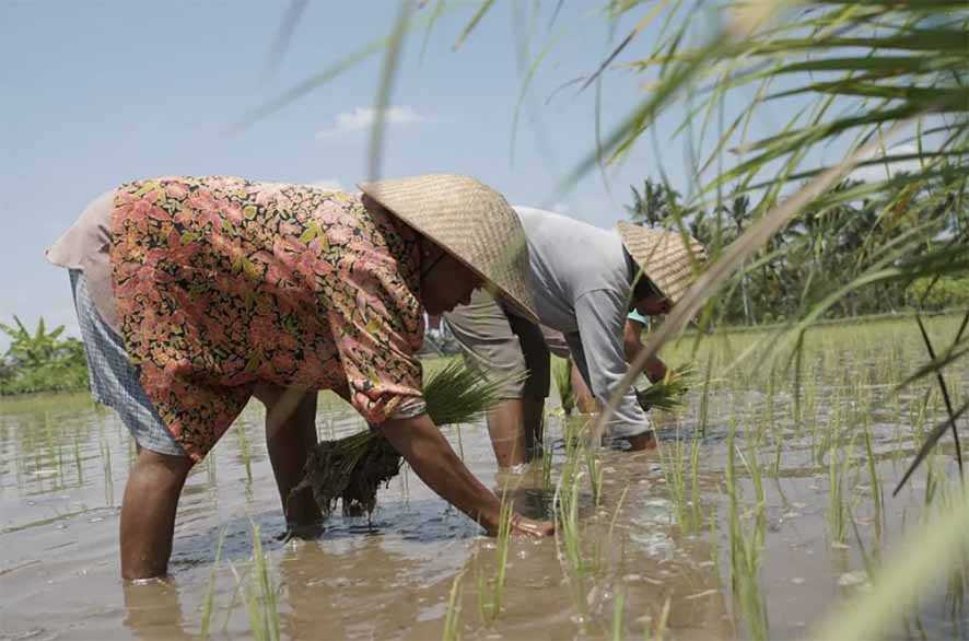 Kalimantan Tengah Proyeksikan Jadi Penyangga Pangan