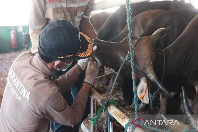 Karantina Pertanian Banjarmasin Perkuat Biosekuriti Jelang Idul Adha