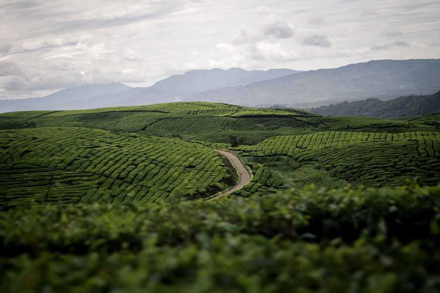 Kayu Aro, Kebun Teh Tertinggi ke-2 di Dunia