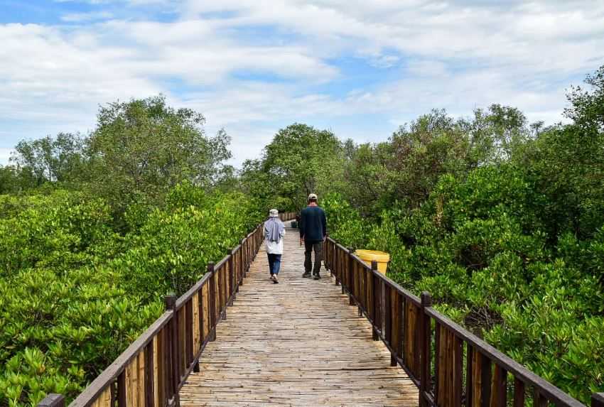 Kebun Raya Mangrove Surabaya Punya Koleksi 57 Jenis Tanaman Bakau