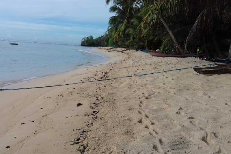 Kelapa Bido di Morotai Nyaris Punah