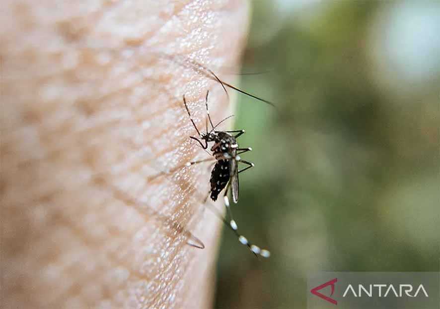 Kemenkes Sebut Perubahan Iklim Picu Kenaikan Kasus DBD