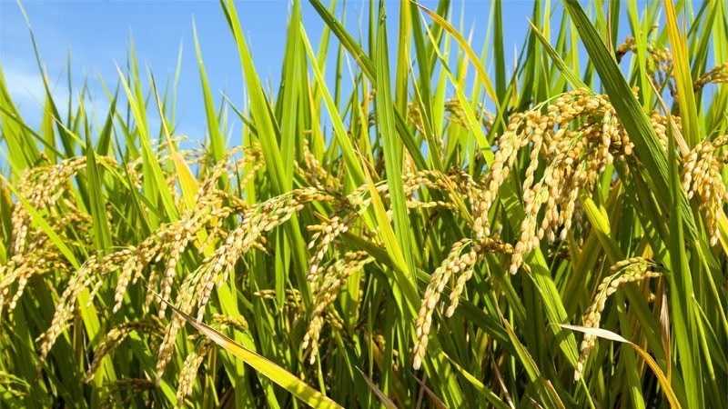 Kementan Kawal Gerakan Serap Gabah Petani