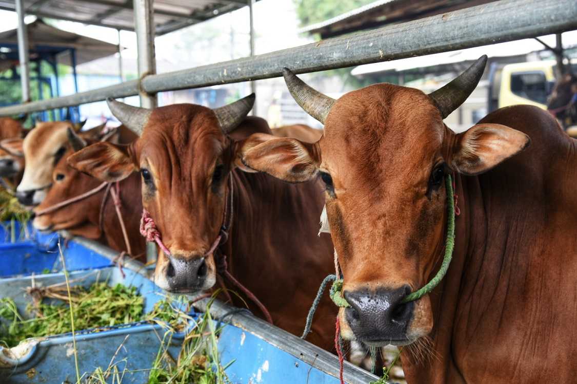 Kementan Terbitkan Aturan Pelaksanaan Kurban