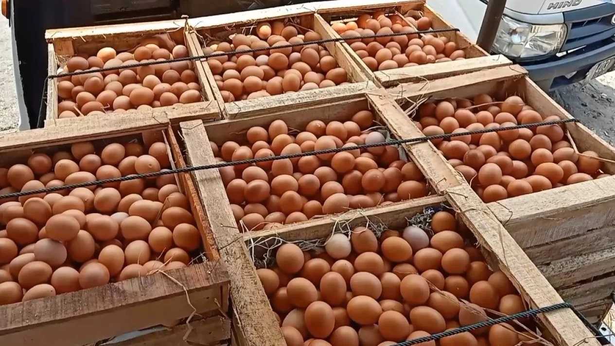 Kenaikan Harga Telur dan Ayam Lambat Diantisipasi