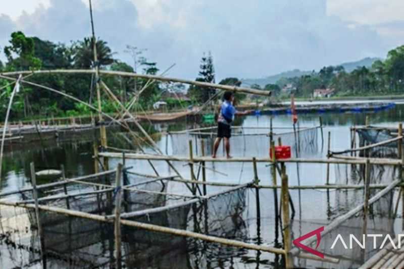 Keramba Jaring Apung Sumbang Produksi Ikan Air Tawar Terbesar di Purwakarta