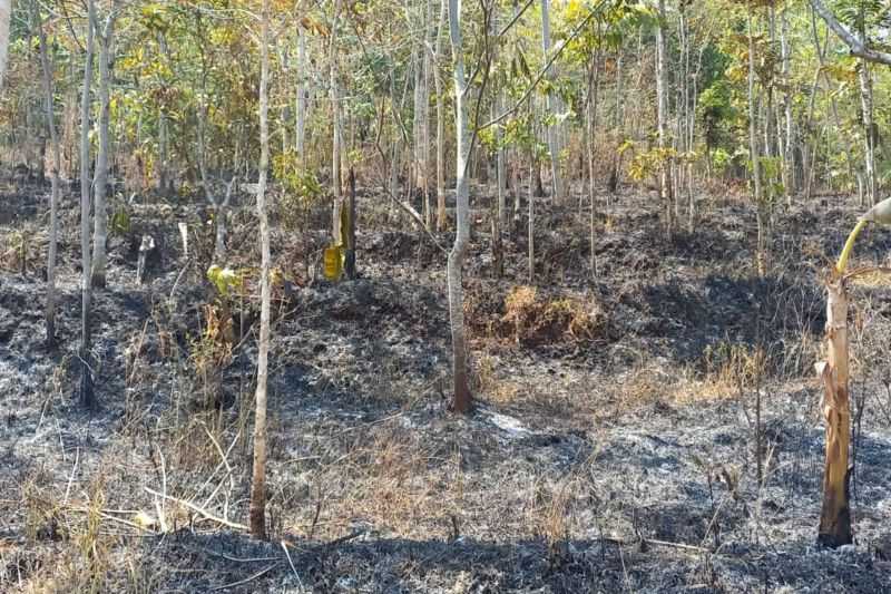 Kerja Keras Ini Membuahkan Hasil, BPBD Garut: Kebakaran Hutan di Dua Gunung Padam