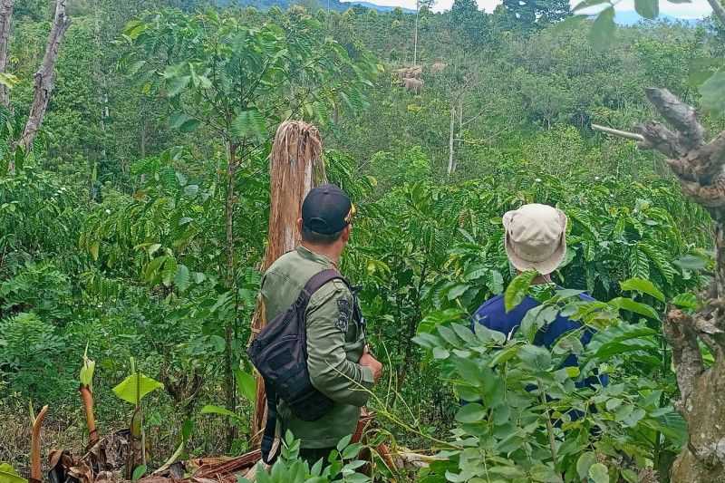 Ketika Kawanan Gajah Lampung Merasa Terusik, Permukiman Warga Pun Diserang