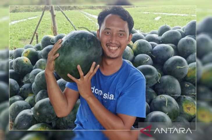 Kisah Sukses Petani Milenial Di Palangka Raya, Cuan Puluhan Juta ...