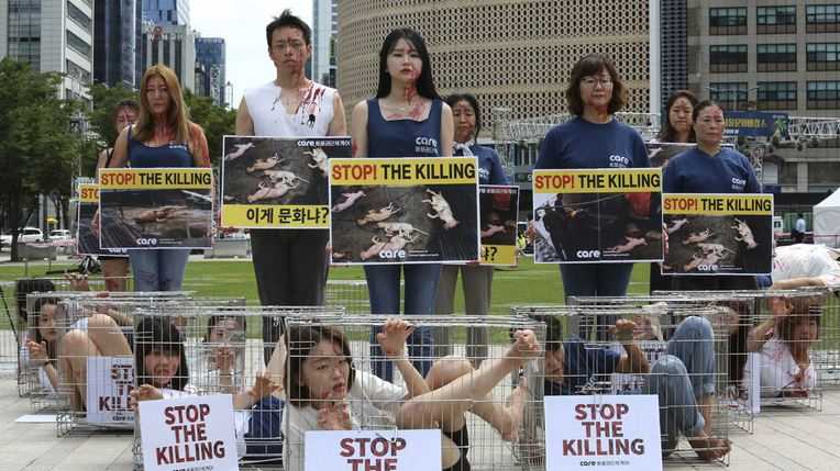 Korea Selatan Akan Terbitkan UU Larangan Makan Daging Anjing