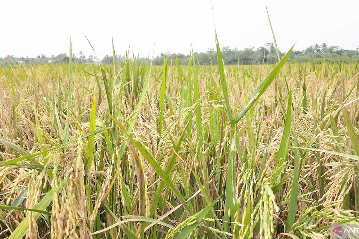 Lahan Pertanian Terdampak Kekeringan di Tangerang Semakin Bertambah