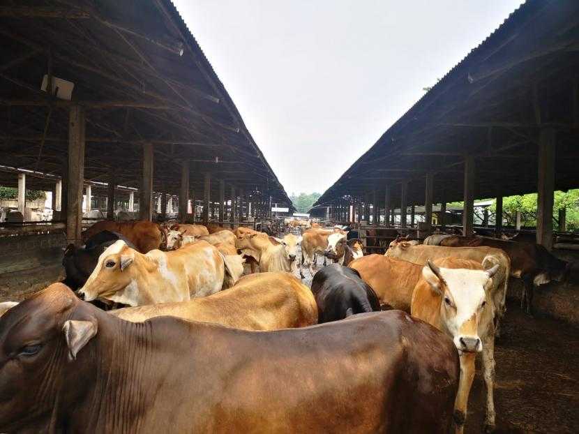 Lampung Didorong Jadi Produsen Bibit Sapi Terbesar