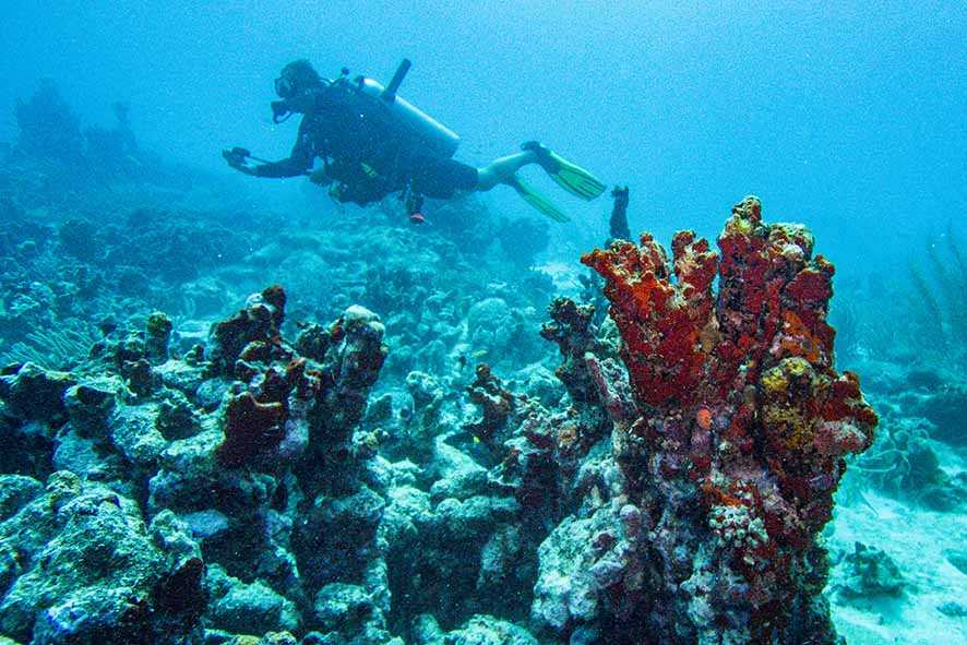 Laporan: Laju Pemanasan Laut Naik Hampir Dua Kali Lipat