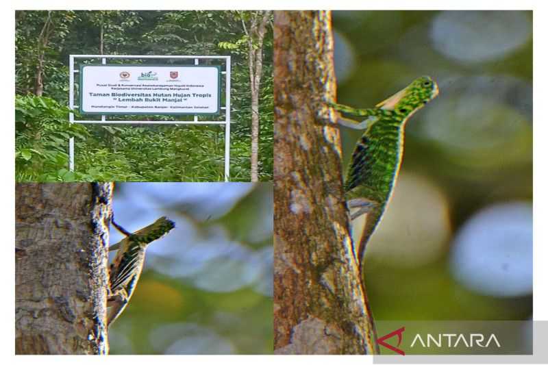 Makin Langka, Kadal 'Naga Terbang' Ditemukan Hidup di Hutan Kalimantan