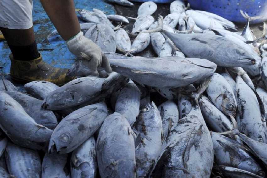 Mendorong Kesadaran Masyarakat Mengkonsumsi Ikan