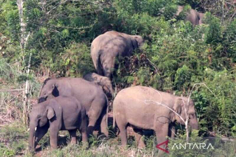 Mengagetkan Gejala Apa Ini Sampai Kawanan Gajah Liar Ubrak Abrik Ratusan Hektare Lahan di Aceh Jaya