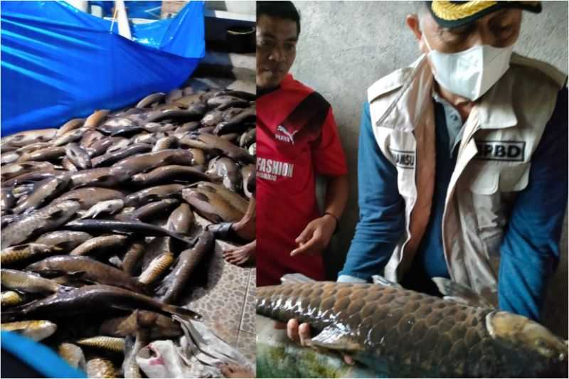 Mengagetkan! Tiga Ton Ikan Larangan di Sungai Lubuk Landur Mati.