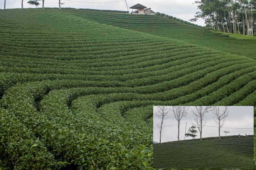 Menyeruput Hangatnya Rasa Teh Kelas Dunia di Kebun Teh Cikuya