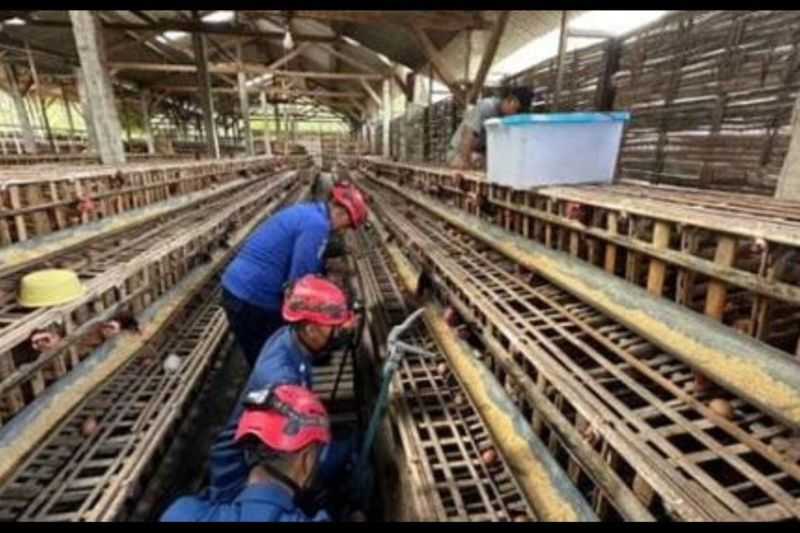 Meresahkan, Ular Piton Sepanjang 4 Meter Mangsa Puluhan Unggas di Desa Sukowetan, Trenggalek