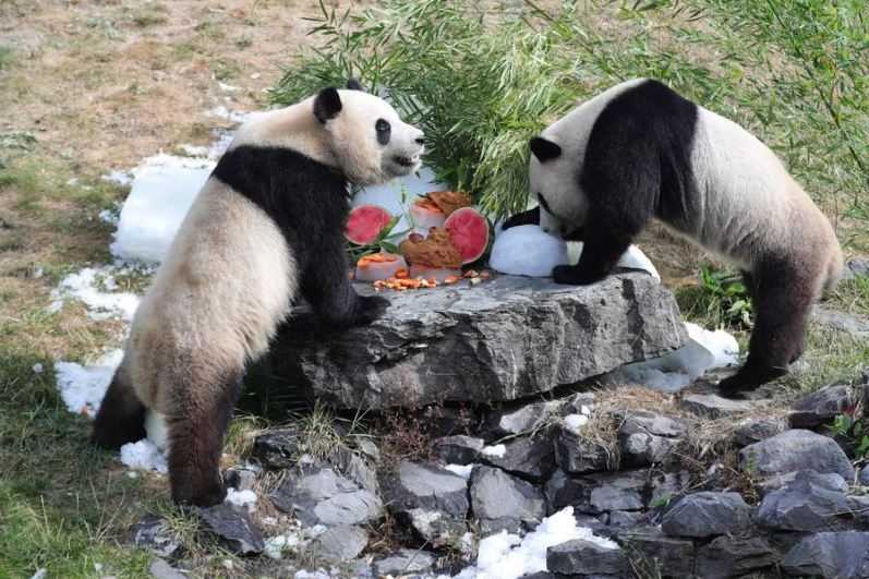 Meriah! Panda Raksasa Kembar Rayakan Ultah ke-3 di Kebun Binatang Belgia, tapi Kok Bisa Ada di Sana?