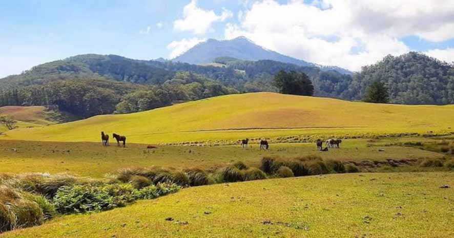 Mutis Timau, Hutan Penjaga Alam Timor