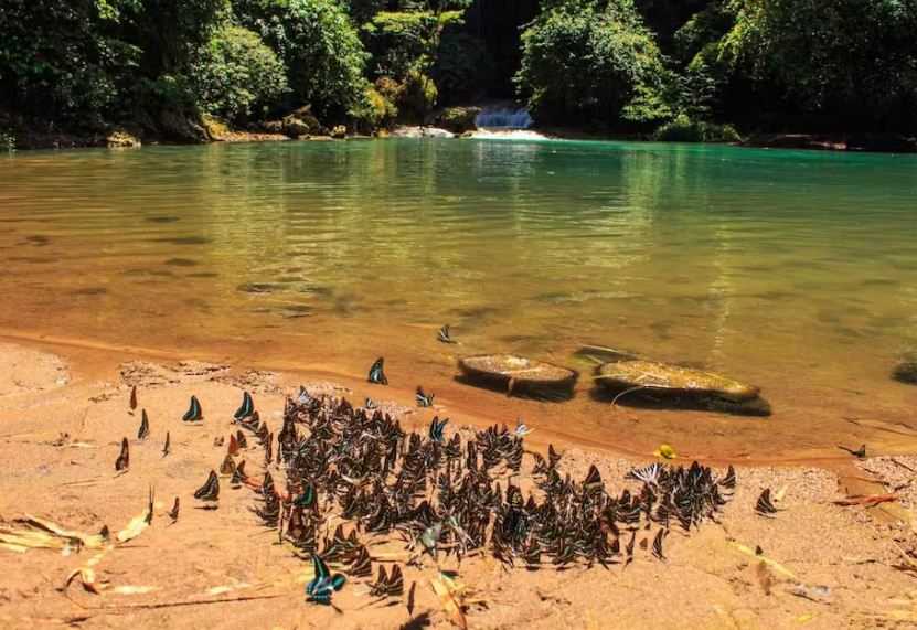 Napak Tilas Jejak Alfred Wallace di Maros dan ‘Surga’ Kupu-kupu Bantimurung