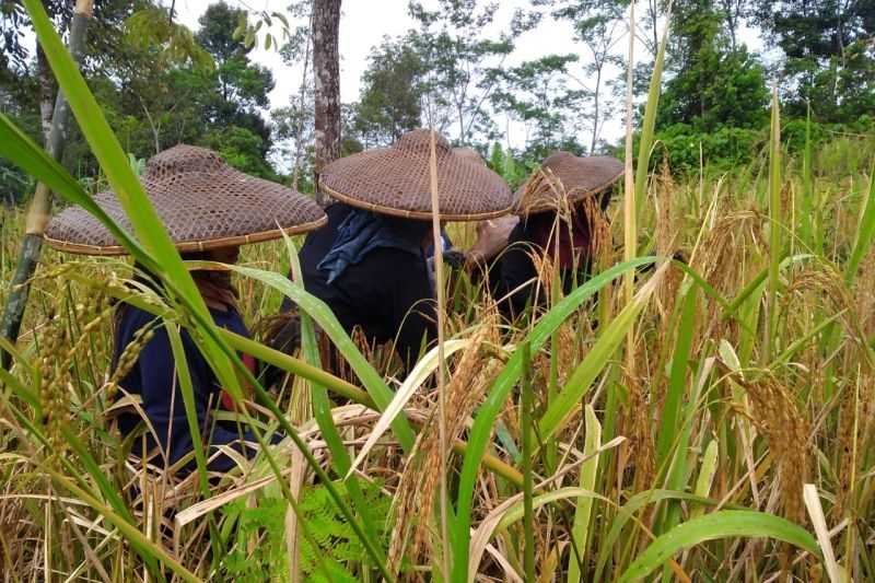 Nyanyian Perempuan Badui Ketika memetik Tangkai Padi Huma Yang Melimpah