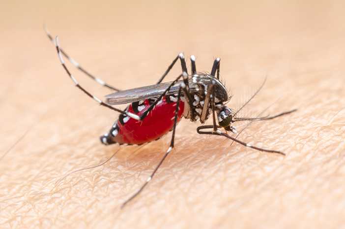 OIKN Membentuk Tim Khusus untuk Mencegah Malaria