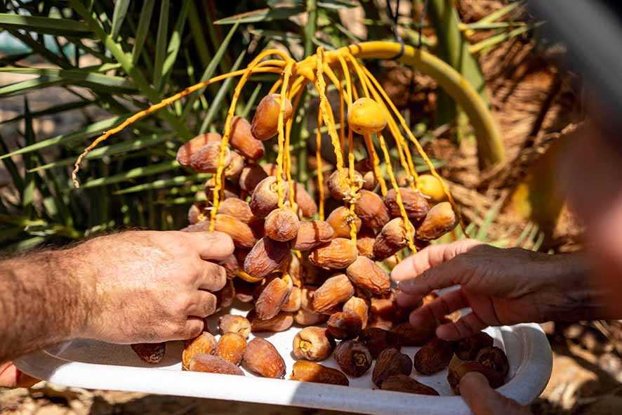 Panen Kurma dari Biji Berusia 2.000 Tahun