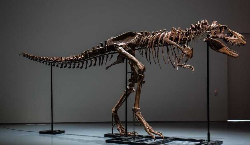 Para Ilmuwan Marah, Rumah Lelang Jual Kerangka Dinosaurus Langka Seharga 6 Juta Dolar AS