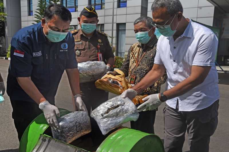 Pemberantasan Narkoba, BNN Banten Musnahkan Barang Bukti Ganja