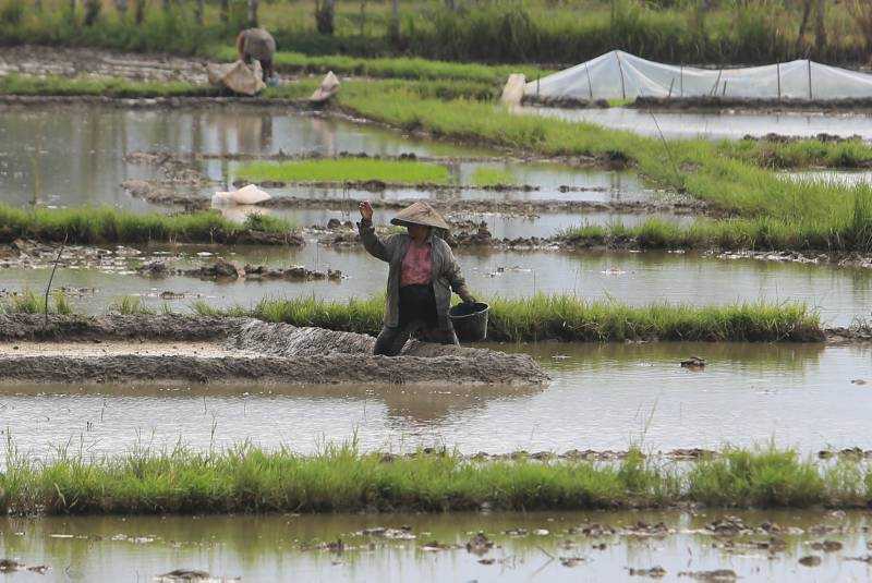 Pemerintah Harus Terus Naikkan Nilai Tukar Petani