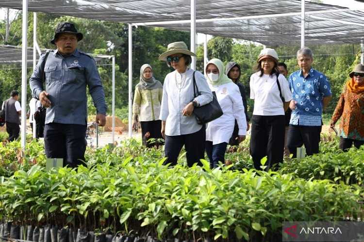 Pemerintah Memulai Penghijauan di IKN untuk Membangun Hutan Hujan Tropis