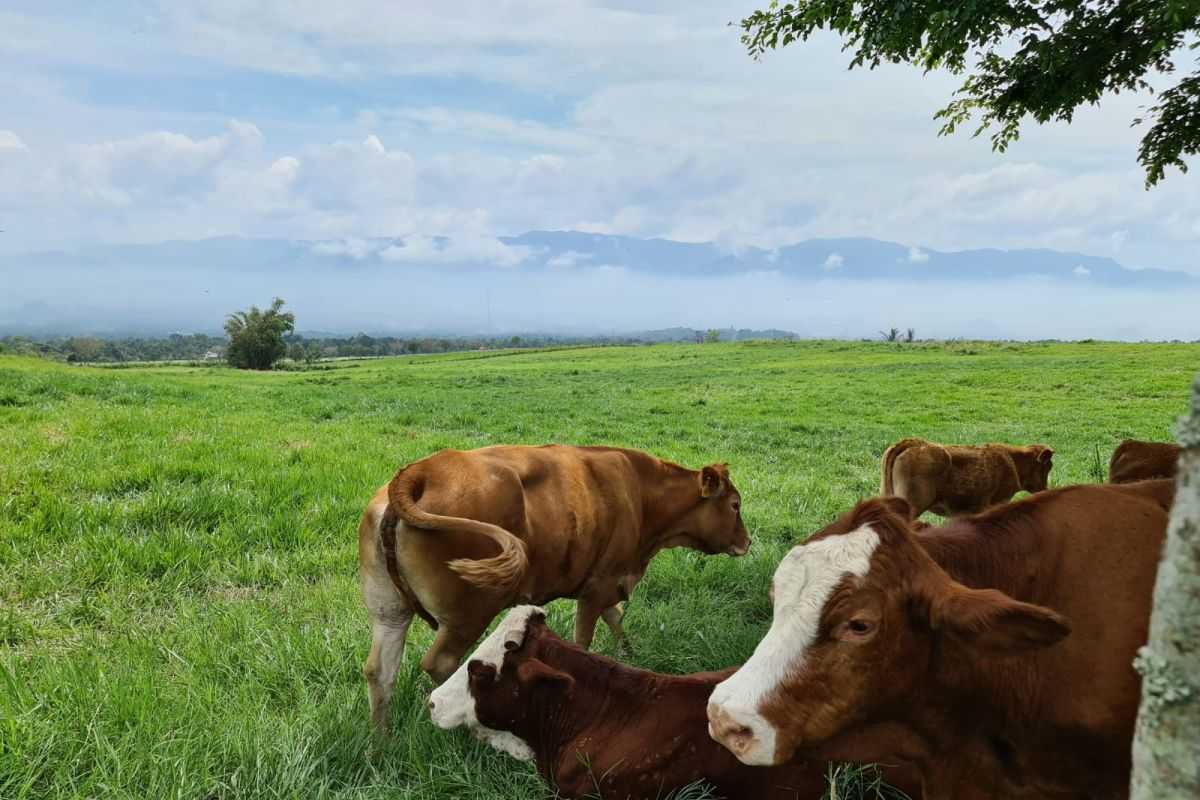 Pemerintah Siapkan Tiga Lahan untuk Peternakan Sapi