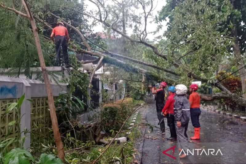 Pemkot Bogor tangani 16 kejadian bencana didominasi pohon tumbang