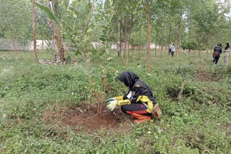 Pemprov Kalsel Tanam Kayu Putih untuk Gelorakan Revolusi Hijau