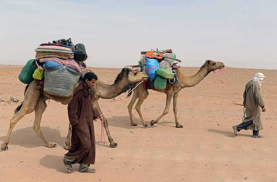 Perjuangan Berat Karavan Unta  Lintas Gurun Sahara di Zaman Kuno