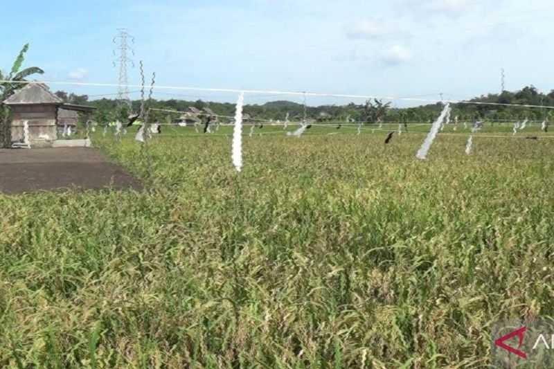 Perkuat Ketahanan Pangan, Bangka Selatan Garap 6.000 Hektare Lahan Rawa Jadi Persawahan