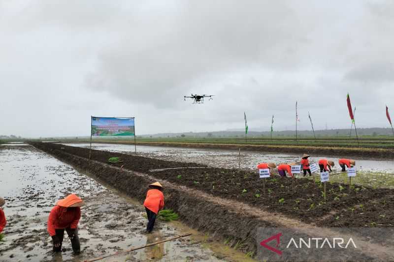 Perkuat Penerapan Kearifan Lokal dengan Optimalisasi Kawasan Lahan Sawah Surjan di Kulon Proggo