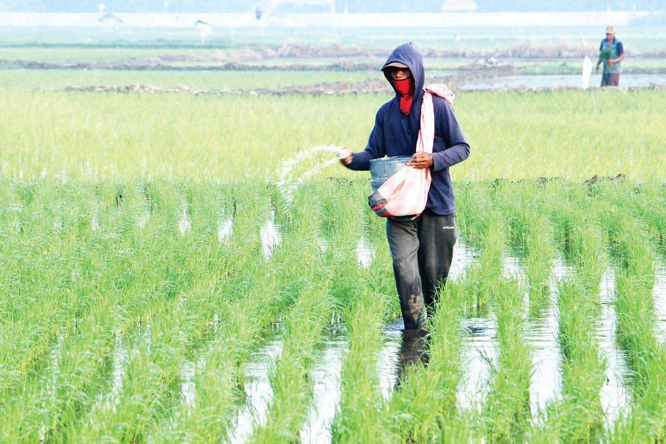 Petani Berjuang Sendiri Hadapi Penyusutan Produksi Pangan