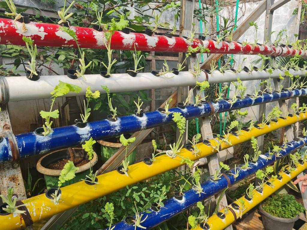 Petani Kota Green Puspa Terapkan Smart Farming untuk Pemantauan Tanaman 