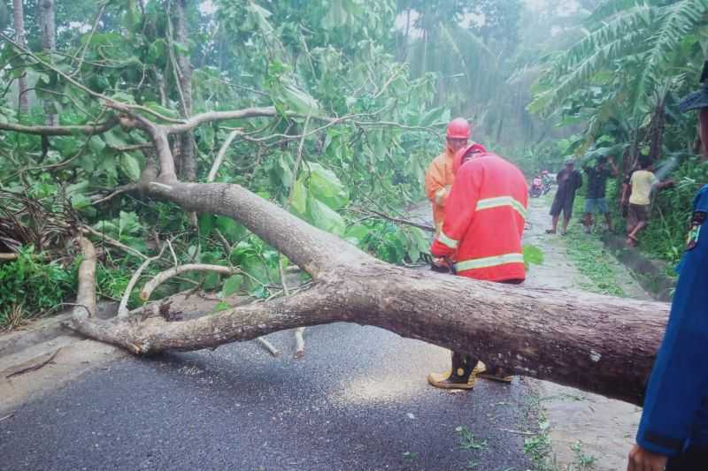 Petugas Damkar Evakuasi Pohon Tumbang Tutupi Jalan di Lampung Selatan