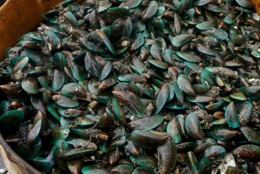 Tingkatkan Kualitas Air Laut, Ancol Restorasi Kerang Hijau