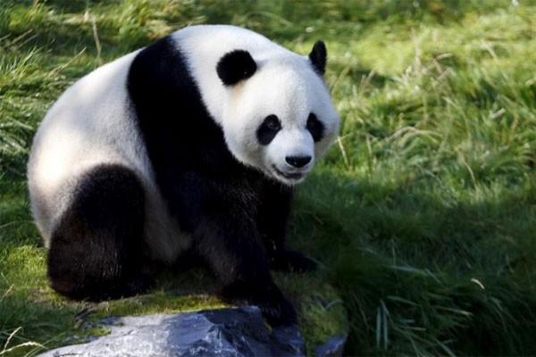 Panda Cai Tao dan Hu Chun Dikarantina di Taman Safari